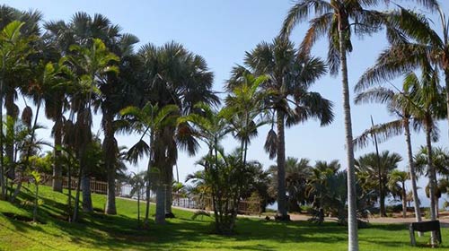 Palmetum de Santa Cruz